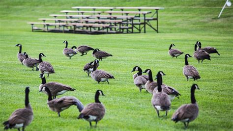 Audubon Society To Hear About Study Of Canada Geese