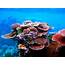 122 Coral Reef Ecosystems  Geosciences LibreTexts