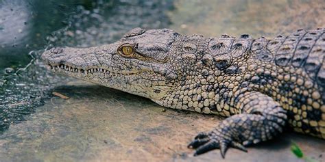 Nile Crocodiles In Florida Everglades Florida Airboating