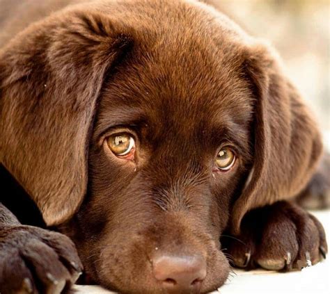 Chocolate Lab Puppy Cute Dogs Puppies Beautiful Dogs