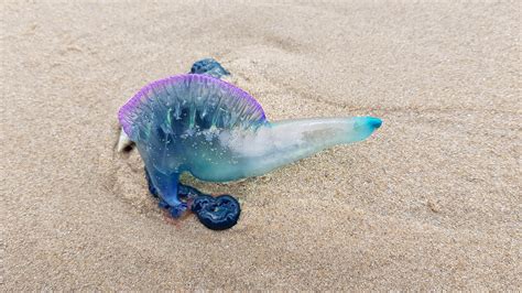 Blue Bottle Jellyfish South Africa Rmildlypenis