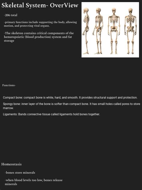 Skeletal System Presentation Pdf