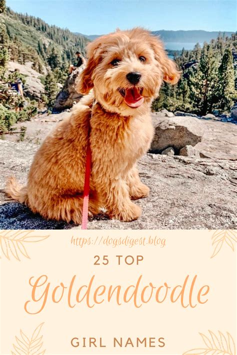 25 Top Goldendoodle Girl Names Dogs Digest Girl Dog Names Cute