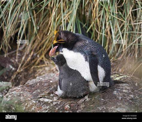 Macaroni Penguin Eudyptes Chrysolophus Male With Chick At Breeding