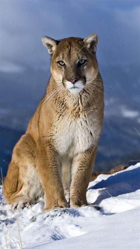 Snow Mountain Mountain Lion And Lion On Pinterest