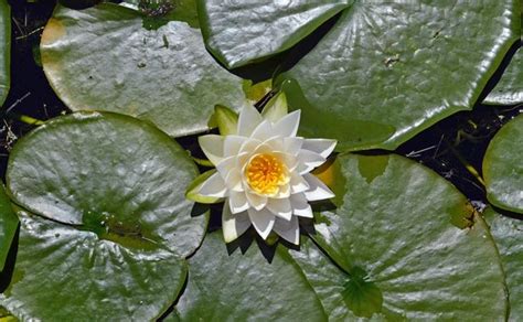 Many Beautiful Lily Pads On The Lake Picture Of