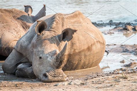 Side Profile Of A Black Rhino White Rhino Rhino Photo