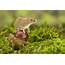 Tiny Harvest Mice Show Their Playful Side  Clambering Over Conkers And
