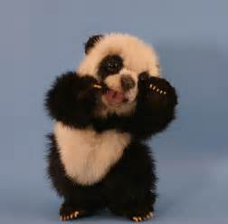 42 Baby Panda Bear Wallpaper Wallpapersafari