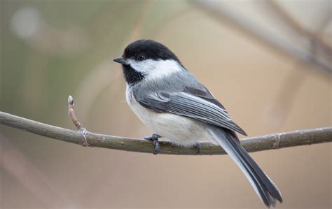 Black Capped Chickadee Laura Erickson Flickr