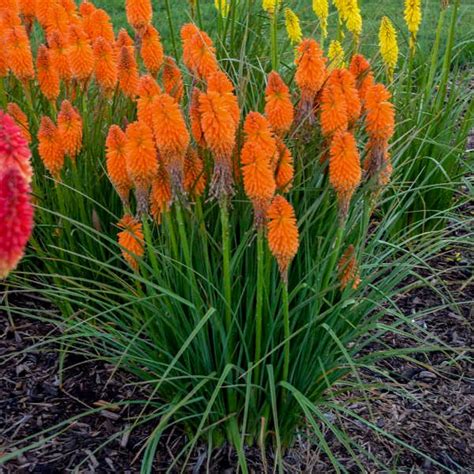 Proven Winners Perennial Resource Orange Plant Modern Garden Plants