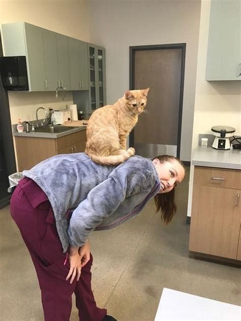 No doggie smells or noise! Cat Becomes Nurse At Vet's Clinic, Calms Scared Dogs ...