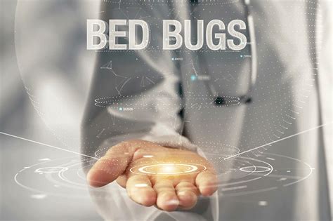 Bed Bug Pest Control In Chichester West Sussex Pest Control Services