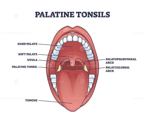 Palatine Tonsils Location In Throat With Mouth Structure Outline Diagram VectorMine