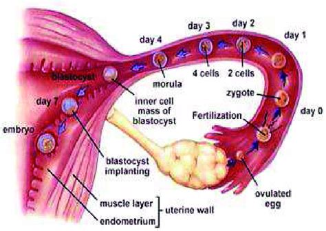 Stages In The Journey Of A Human Fertilized Egg Starting From