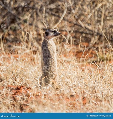 Meerkat Sentry Stock Photo Image Of Mammal Outdoors 132092294