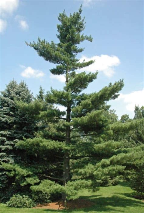 Types Of Pine Trees Heroesreka