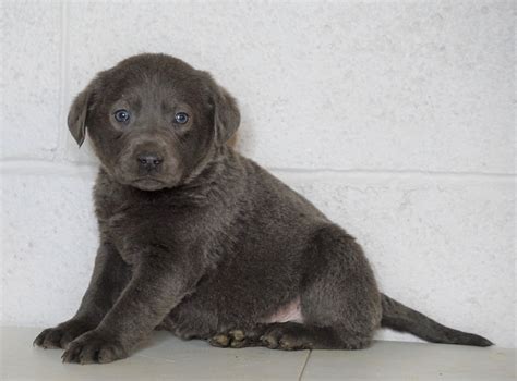 Akc Labrador Retriever Charcoal For Sale Sugarcreek Oh Male Russe