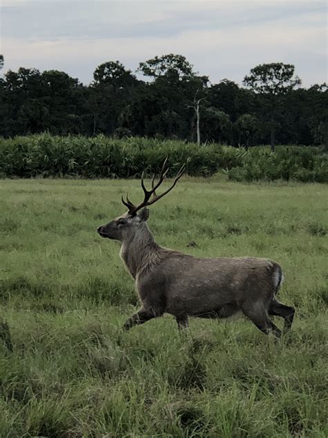 Sika Deer 3 Day Hunt Antlered Acres Okeechobee Hunting