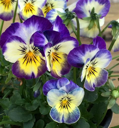 Violas Plant Care And Collection Of Varieties