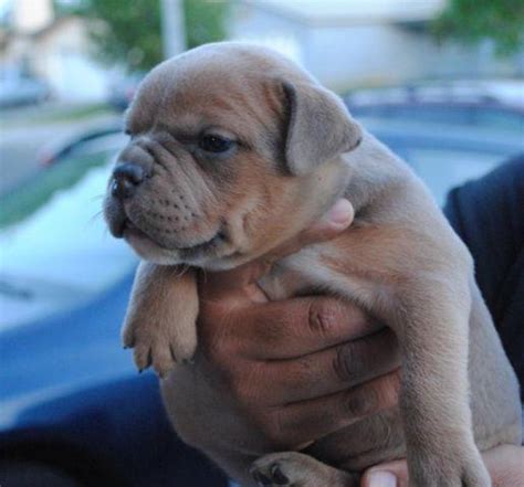 Maybe you would like to learn more about one of these? Exotic pitbull American Bully Female Puppy for Sale for ...