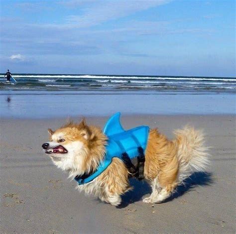 Psbattle Dog Making Funny Face While Wearing A Shark Suit