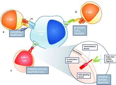 Frontiers In Immunotherapy A Checkpoint Inhibition Targets The