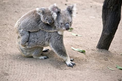 Koala With Joey On Her Back Stock Photo Image Of Koala White 125698484