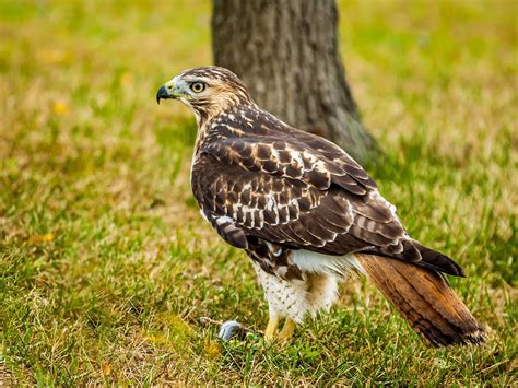 female red tailed hawks identification guide birdfact