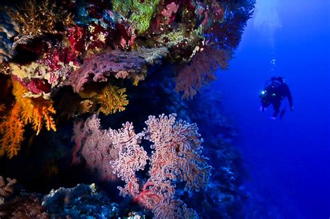 Help Make The Coral Sea Our Largest Ocean Reserve Globalgiving