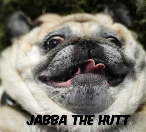 Funny Pug Meme Funny Pug Dog Meme So Funny Shits