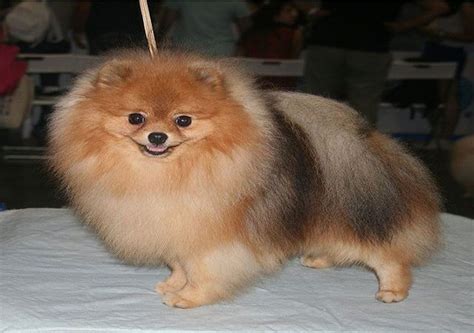Here is the dog breeds price in india under 10'000, 15'000, and 30'000 or more. Toy Pomeranian Breeders In India | Wow Blog