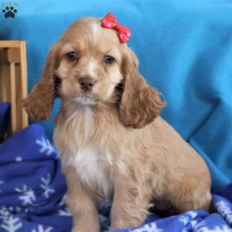 English springer spaniel dogs & puppies in uk. Dixie - Cocker Spaniel Puppy For Sale in Ohio | Cocker ...