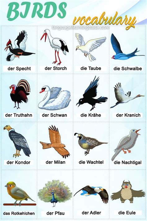Birds Vocabulary In German Learn Germanvocabularybirdsgerman