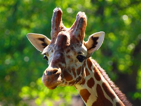 Jabari Jabari The Giraffe At The Henry Vilas Zoo August Flickr