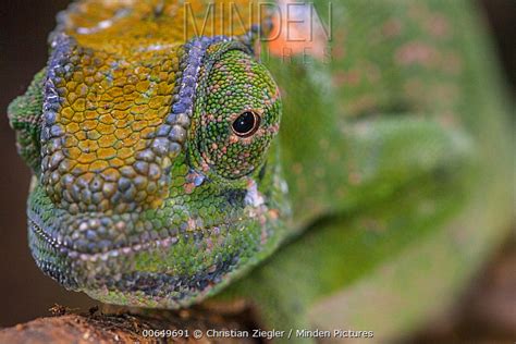Chameleon Stock Photo Minden Pictures