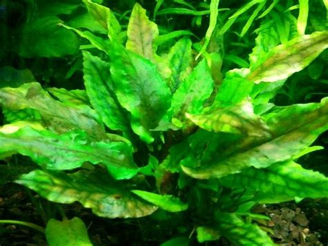 This beautiful variety with the dark, hammered leaves is named after 'tropica'. Cryptocoryne Wendtii green Plante d'aquarium en pot de ...