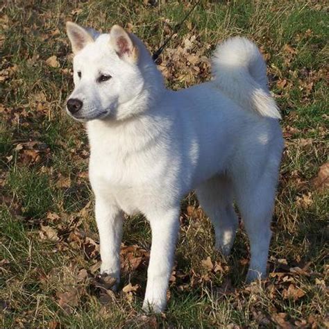 Kishu Inu Breed Guide Learn About The Kishu Inu