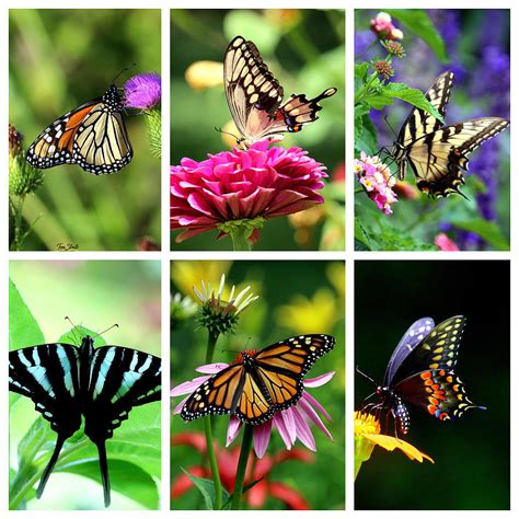 Butterfly Collage Photograph By Tom Strutz Fine Art America