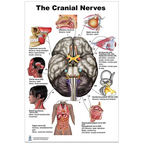 Brain Cranial Nerves Large Poster Ph