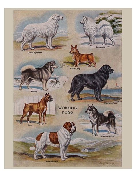 Vintage Dog Breeds Prints From The 1950s Four Printable Etsy Dog