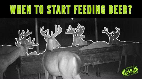 When Should You Start Feeding Deer Youtube