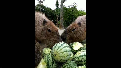 Capybara Eats Watermelon Capybara Watermelon Fyp Capybaras Youtube