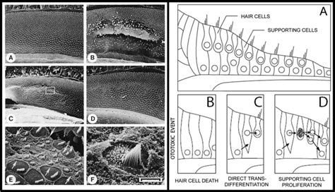Spontaneous Regeneration Of Auditory Hair Cells The Chick Left Panel