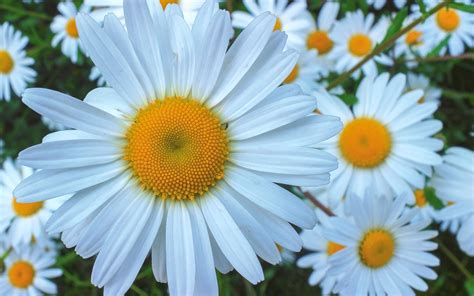 White Daisy Flowers Flower Wallpapers Nature Images
