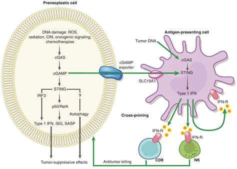 The Cytosolic Dna Sensing Cgassting Pathway In Cancer Cancer Discovery