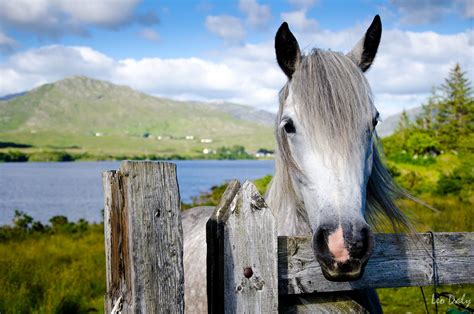 connemara pony animal species native  ireland ireland   die