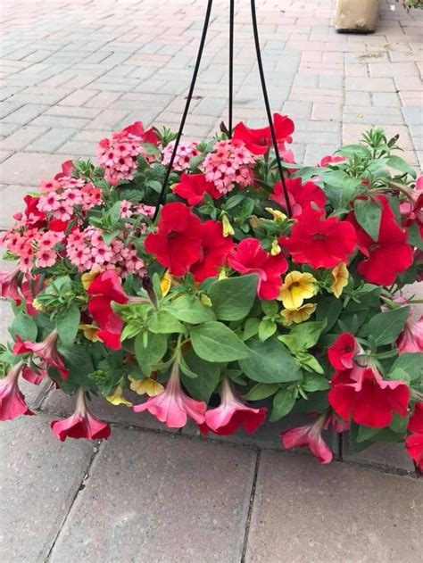 Petunia Petunia Mixed Hanging Basket Scotts Garden Centre