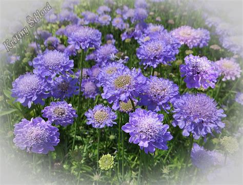 SkalniČky A Trvalky Scabiosa Japonica Var Alpina Ritz Blue