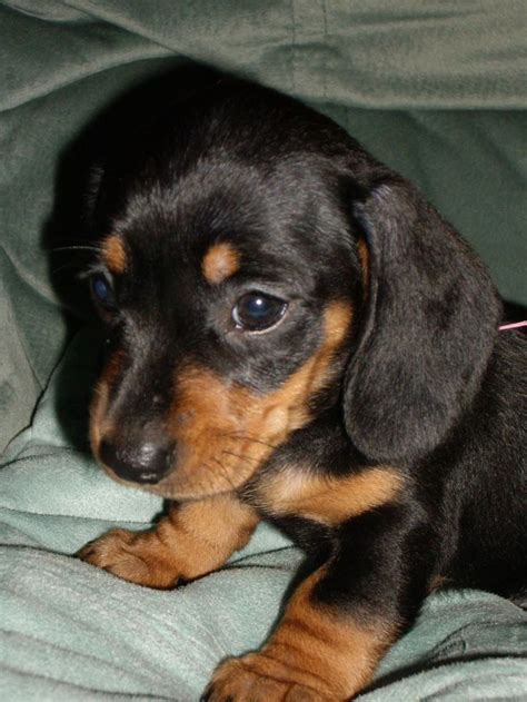 27 Dachshund Puppy Black And Tan Picture Bleumoonproductions